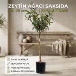Z-Bir AVM Zeytin Ağacı Saksıda 60-70 cm