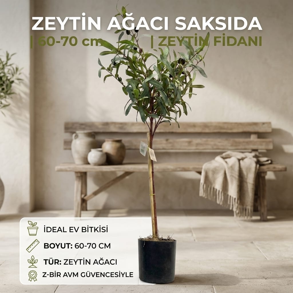 Z-Bir AVM Zeytin Ağacı Saksıda 60-70 cm