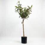 Z-Bir AVM Zeytin Ağacı Saksıda 60-70 cm