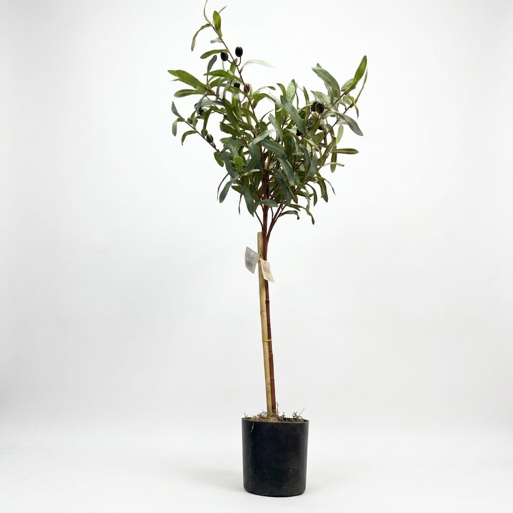 Z-Bir AVM Zeytin Ağacı Saksıda 60-70 cm
